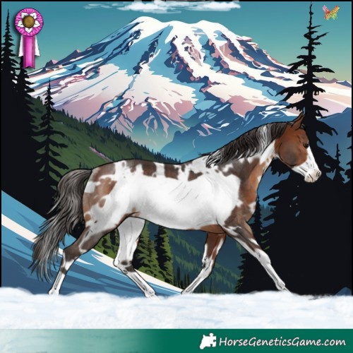 Horse Color:White Spotted Brown Frame Rabicano 