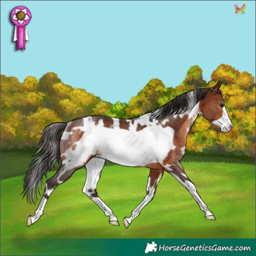 Horse Color:White Spotted Brown Frame Rabicano 