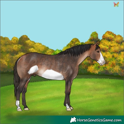 Horse Color:Bay Frame Rabicano 