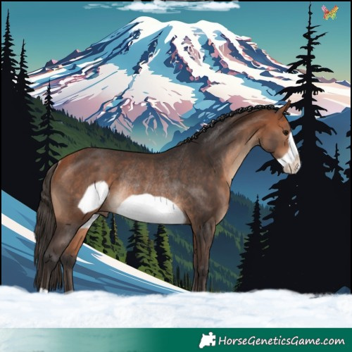 Horse Color:Bay Frame Rabicano 
