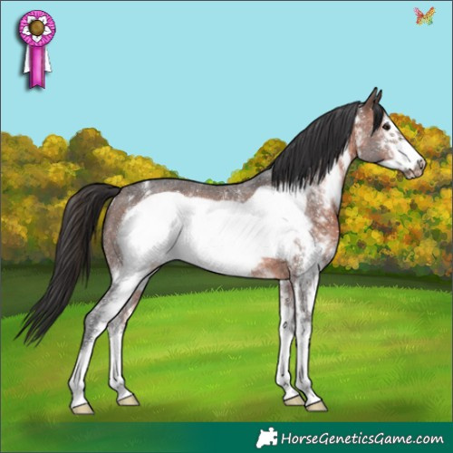 Horse Color:Brown Sabino Frame Rabicano 