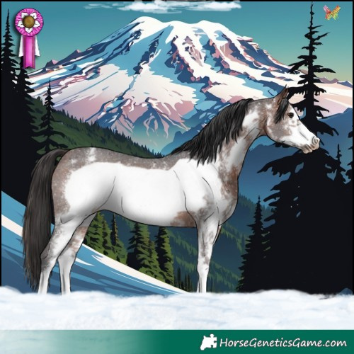 Horse Color:Brown Sabino Frame Rabicano 