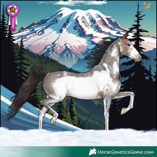 Horse Color:Brown Sabino Frame Rabicano 