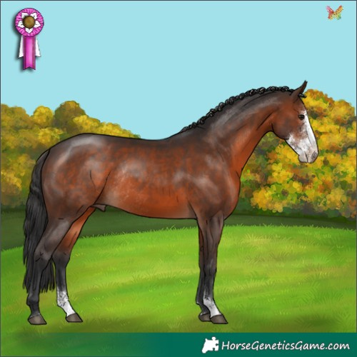 Horse Color:Brown Sabino Rabicano 