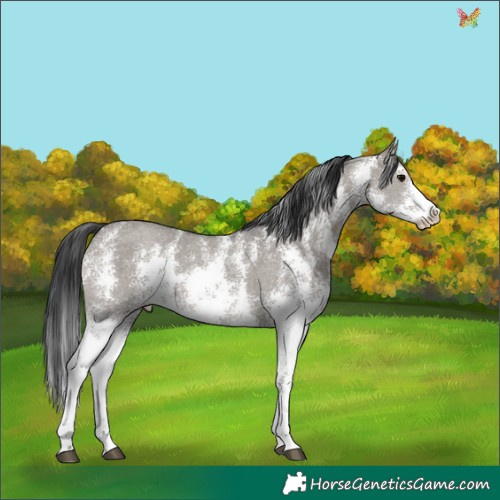 Horse Color:Grullo Sabino Rabicano 