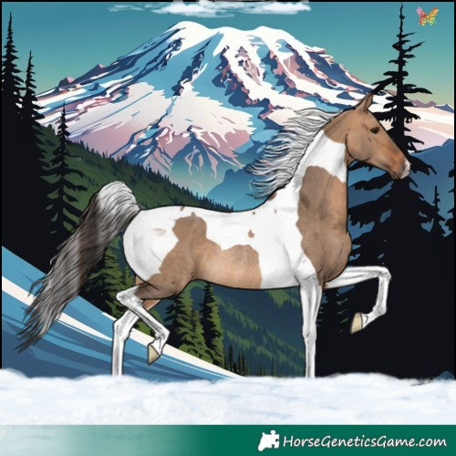 Horse Color:Bay Dun Tobiano Rabicano 