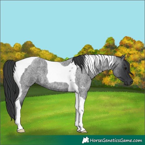 Horse Color:Blue Roan Tobiano 