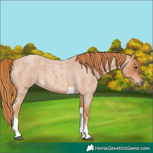 Horse Color:Red Roan Tobiano 