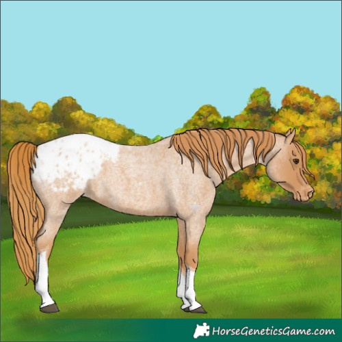 Horse Color:Red Roan Tobiano Blanket 