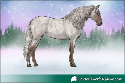 Horse Color:Silver Blue Roan