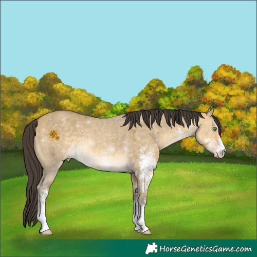 Horse Color:White Spotted Sable Cream Champagne Dun 