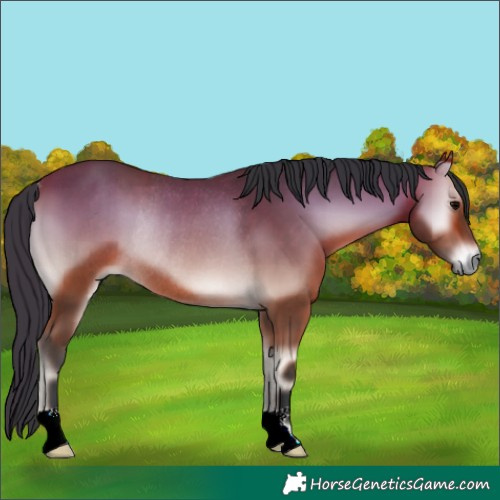 Horse Color:Bay Onyx Rabicano
