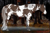 Horse Color:White Spotted Liver Chestnut Sabino Frame 
