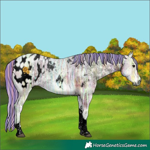 Horse Color:Gray Void Painted Plaid  White Spotted Silver Brown Ice Onyx Tobiano Appaloosa 