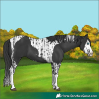 Horse Color:Black Splash  and Black Splash Tobiano 