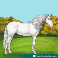 Horse Color:Silver Amber Cream Champagne Tobiano Appaloosa Rabicano 