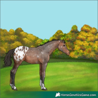 Horse Color:Bay Tobiano Appaloosa 