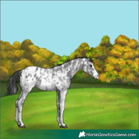 Horse Color:Black Sabino Appaloosa
