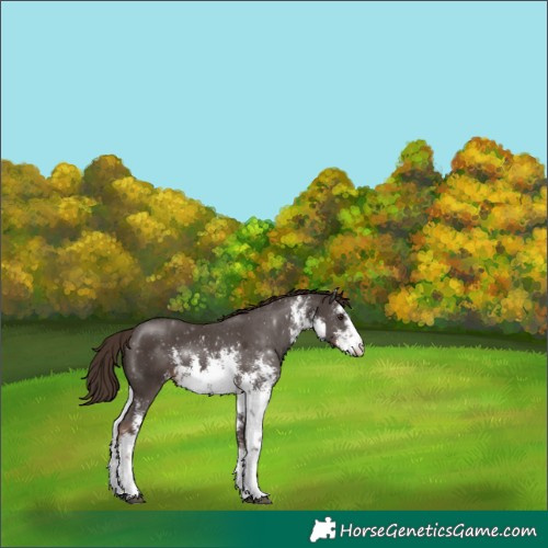 Horse Color:White Spotted Liver Chestnut Sabino