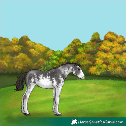Horse Color:White Spotted Liver Chestnut Sabino 