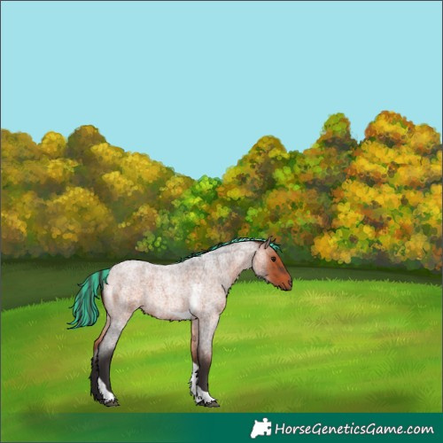 Horse Color:Painted Bay Roan Tobiano Rabicano 