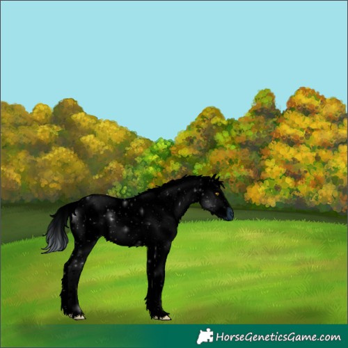 Horse Color:ERROR: UNKNOWN ANOMALY