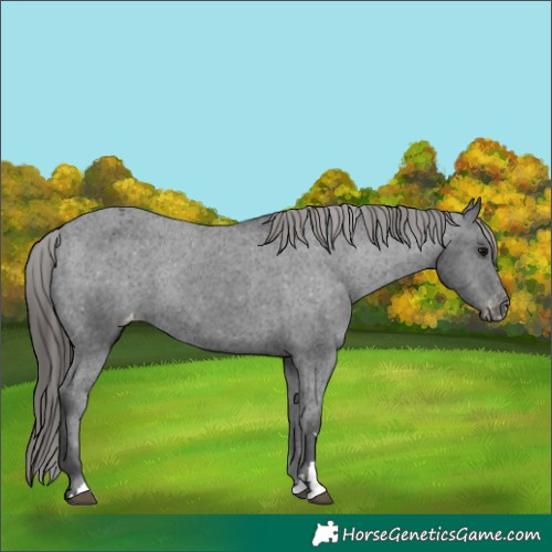 Horse Color:Black Varnish Rabicano 