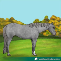 Horse Color:Black Varnish Rabicano 