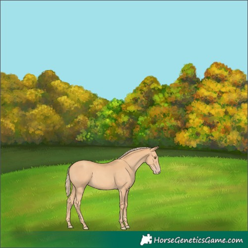 Horse Color:Gold Champagne 
