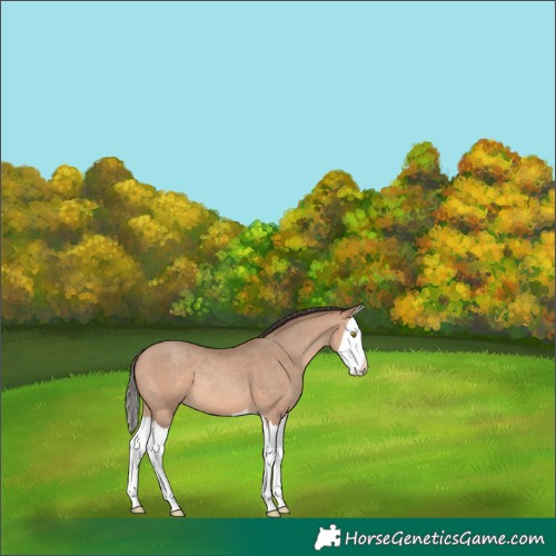 Horse Color:Amber Champagne Splash 