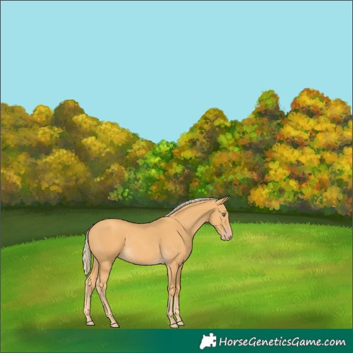 Horse Color:Gold Cream Champagne 