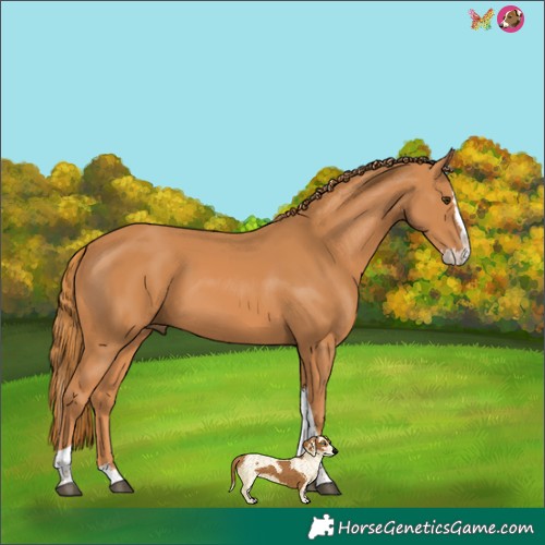 Horse Color:Chestnut Splash Tobiano 