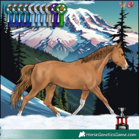 Horse Color:Chestnut Splash Tobiano 