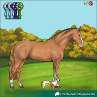 Horse Color:Chestnut Splash Tobiano