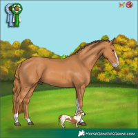Horse Color:Chestnut Splash Tobiano