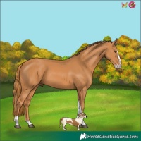 Horse Color:Chestnut Splash Tobiano 