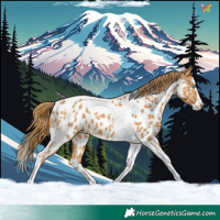 Horse Color:Chestnut Splash Tobiano Appaloosa 