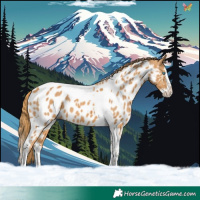 Horse Color:Chestnut Splash Tobiano Appaloosa 