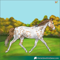 Horse Color:Chestnut Splash Tobiano Appaloosa 