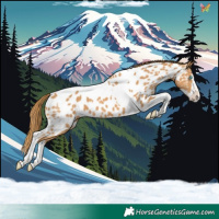 Horse Color:Chestnut Splash Tobiano Appaloosa 
