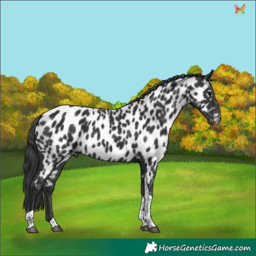 Horse Color:Black Tobiano Appaloosa 