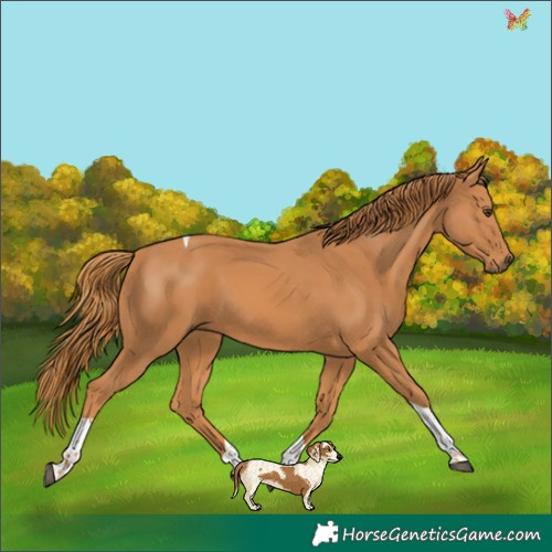 Horse Color:Chestnut Tobiano 