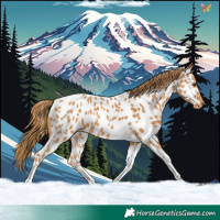 Horse Color:Chestnut Tobiano Appaloosa 