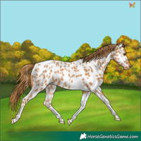 Horse Color:Chestnut Tobiano Appaloosa 