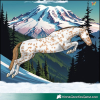 Horse Color:Chestnut Tobiano Appaloosa