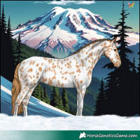 Horse Color:Chestnut Tobiano Appaloosa 