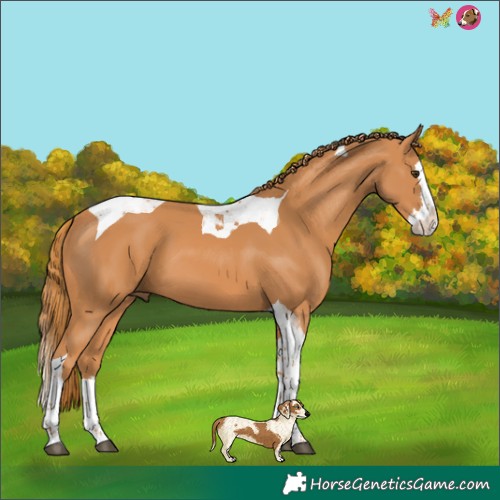 Horse Color:Chestnut Splash Tobiano 