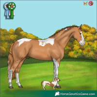 Horse Color:Chestnut Splash Tobiano