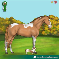 Horse Color:Chestnut Splash Tobiano 