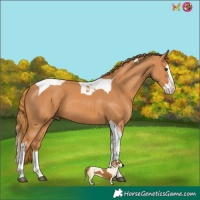 Horse Color:Chestnut Splash Tobiano